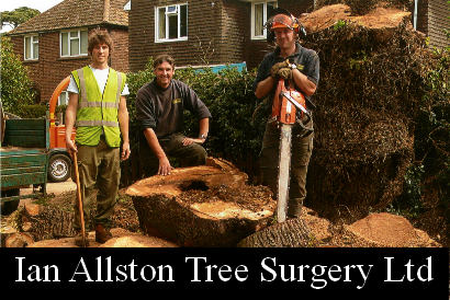 Ian Allston Tree Surgery