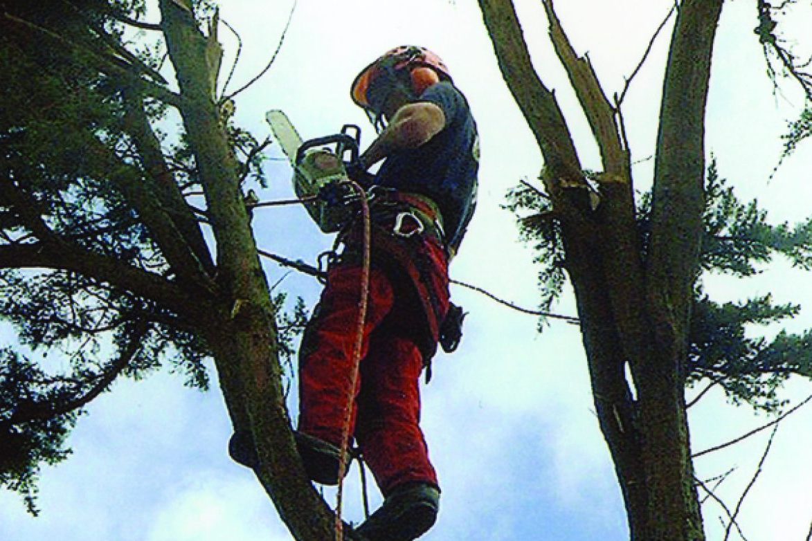 Tree surgeon in tree