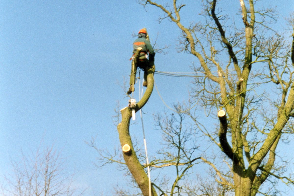 Tree surgeon felling tree
